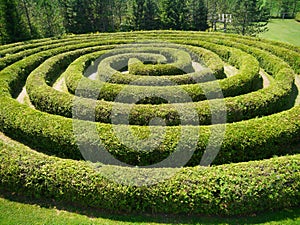 A spiral shrub maze