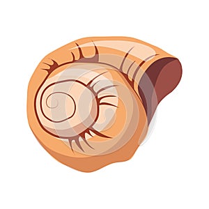 Spiral snail house or shell, an empty shell of a sea mollusk. Colorful cartoon illustration