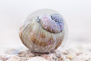 Spiral snail shell. abstract detailed photo