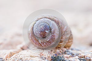 Spiral snail shell. abstract detailed photo