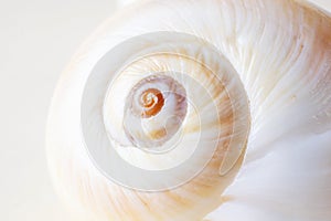 Spiral snail shell closeup on a light pastel background.