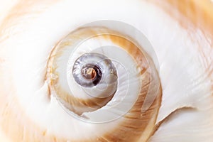 Spiral snail shell closeup on a light pastel background.