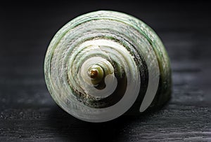 Spiral snail shell isolated on black background. Snail shell texture. Macro photography.