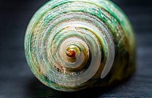 Spiral snail shell isolated on black background. Snail shell texture. Macro photography.