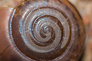 Spiral snail shell macro background, shallow depth of field