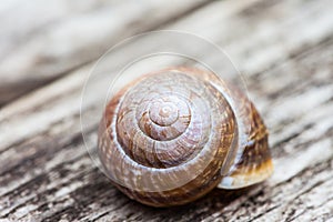 Spiral snail shell on old wooden surface macro background