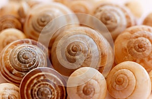 Spiral snail shells. Gastropod shells. Macro, closeup.