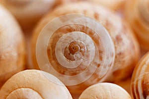 Spiral snail shells. Gastropod shells. Macro, closeup.