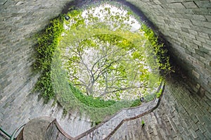 Spiral staircase of underground crossing and the tree over in tunnel at Fort Canning Park, Singapore