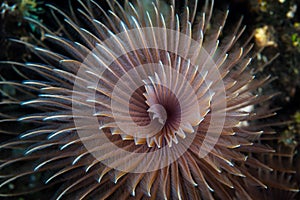 Spiral of Tentacles on Feather Duster Worm photo