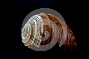 Spiral tonna  sea shell