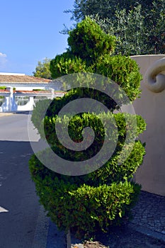 Spiral Topiary conifer