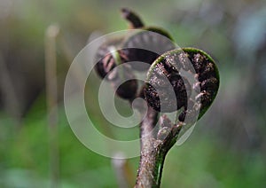 Spiral tree fern, New Zealand native plant