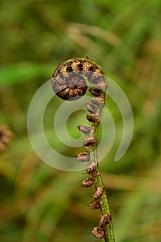 Spiral tree fern detail, New Zealand beauty