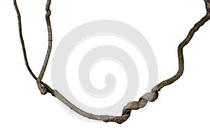 Spiral twisted jungle tree branch, vine liana plant isolated on