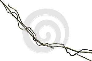 Spiral twisted jungle tree branch, vine liana plant isolated on white background, clipping path included