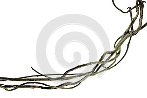 Spiral twisted jungle tree branch, vine liana plant isolated on white background, clipping path included