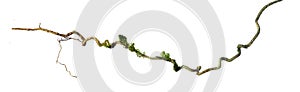 Spiral twisted jungle tree branch, vine liana plant isolated on white background, clipping path included. HD Image and Large