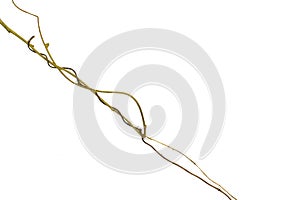 Spiral twisted jungle tree branch, vine liana plant isolated on white background, clipping path included