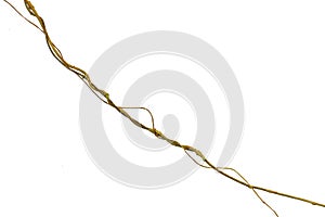 Spiral twisted jungle tree branch, vine liana plant isolated on white background, clipping path included