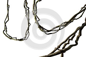 Spiral twisted jungle tree branch, vine liana plant isolated on white background, clipping path included