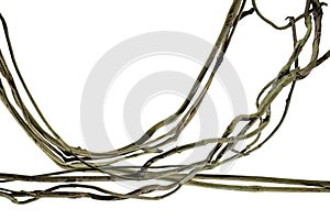 Spiral twisted jungle tree branch, vine liana plant isolated on white background, clipping path included