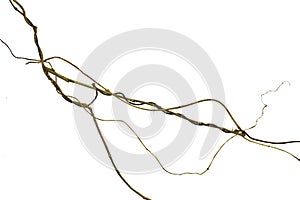 Spiral twisted jungle tree branch, vine liana plant isolated on white background, clipping path included