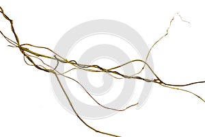 Spiral twisted jungle tree branch, vine liana plant isolated on white background, clipping path included