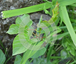 Spiral Vine around a Plant