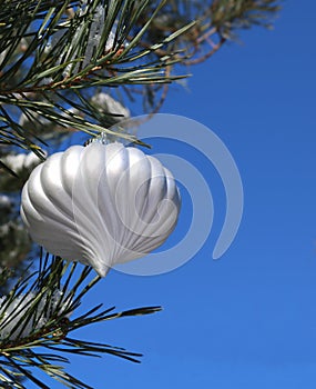 Spiral white bulb hanging from outdoor evergreen tre