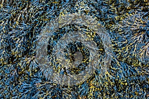 Spiral wrack seaweed background texture Fucus spiralis