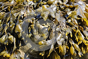 Spiral wrack seaweed, Fucus spiralis