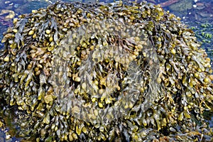Spiral Wrack Seaweed photo