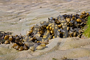 Spiral wrack seaweed growing on a beach, Fucus spiralis