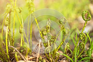 Spiral of young fresh sprouts fern in spring