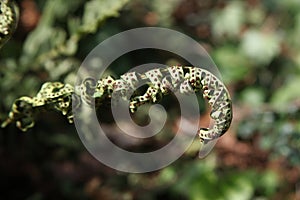 spiraled fern in spring