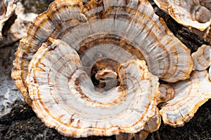 Spiraled Orange Mushroom Close Up