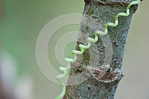 a spiraling tendril from Ivy Gourd
