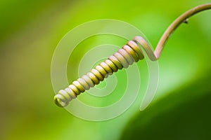 Spiraling tendril of a passionfruit vine