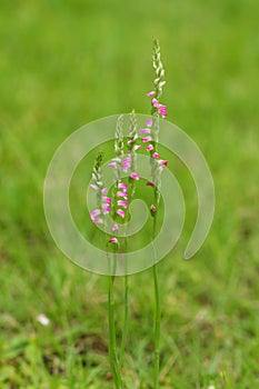 Spiranthes sinensis