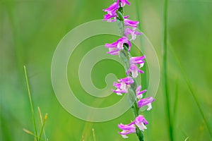 Spiranthes sinensis