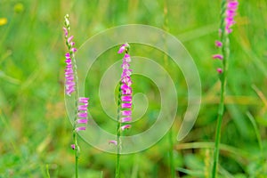 Spiranthes sinensis