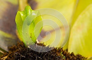 Spire asplenium nidus