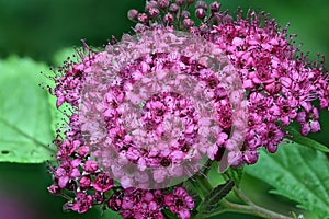 Spirea Anthony Waterer flowers blooming in Michigan