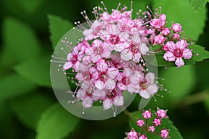 Spirea Bloom