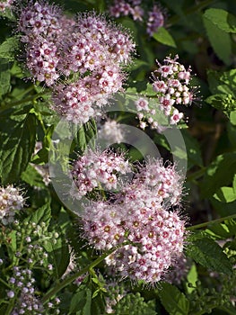 Spirea Blooms