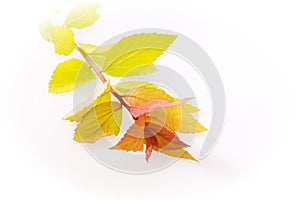 Spirea branch isolated