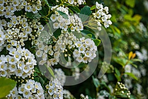 Spirea bush with inflorescences of white flowers at sunrise with selective focus