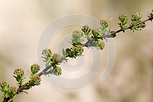Spirea close up in spring