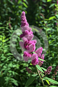 spirea inflorescence of pink flowers